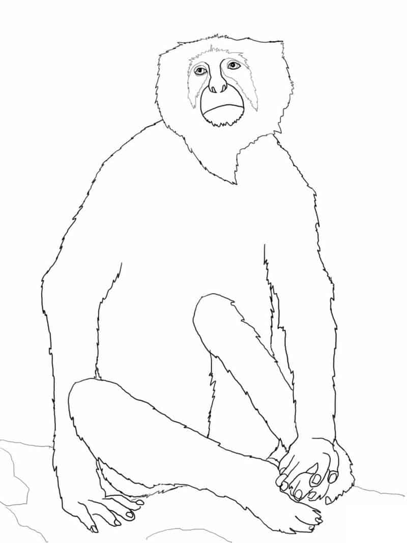 Coloring Pages of Monkeys For Kids