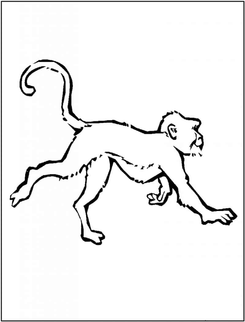 Coloring Pages of a Monkey