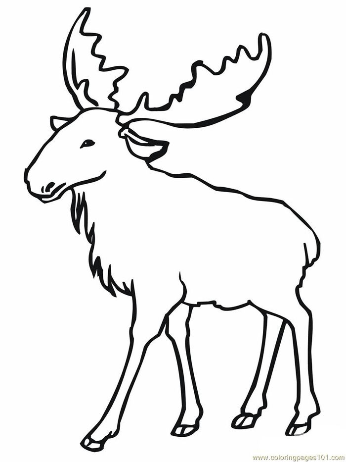 Deer Moose Coloring Pages