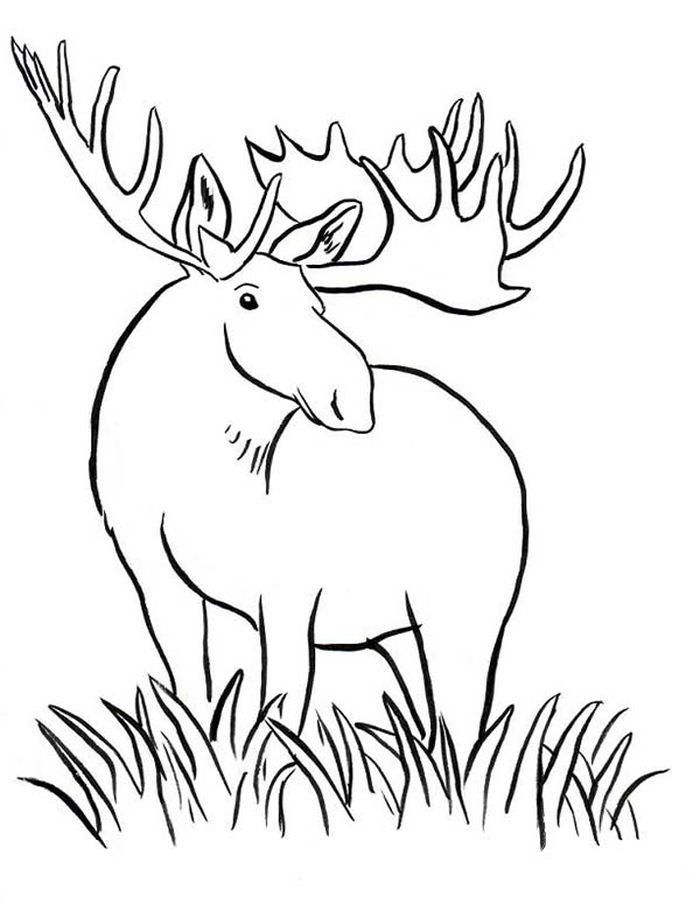 Female Moose Coloring Pages