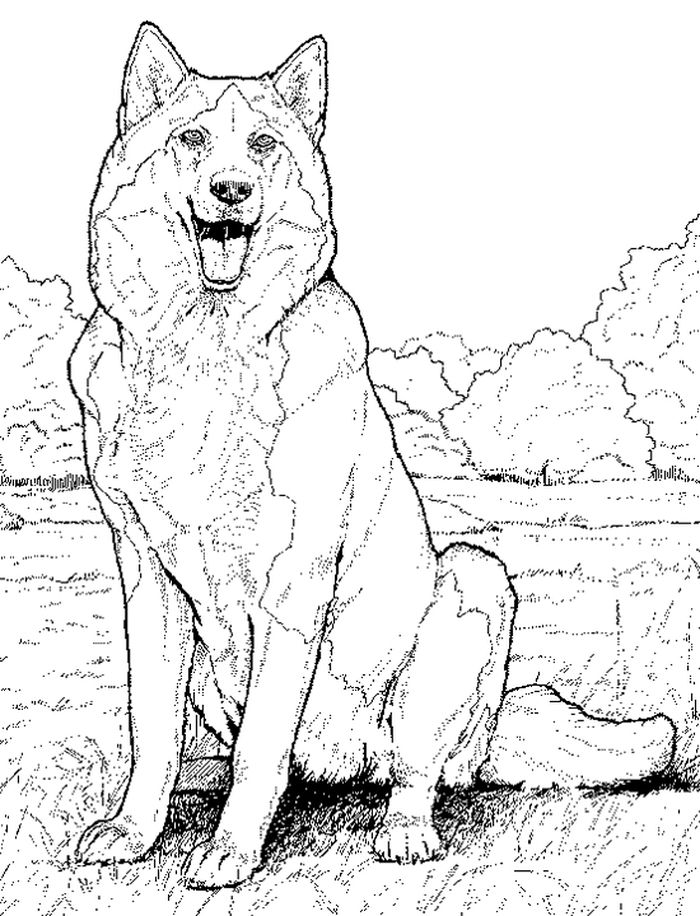 Free Husky Dog School Coloring Pages