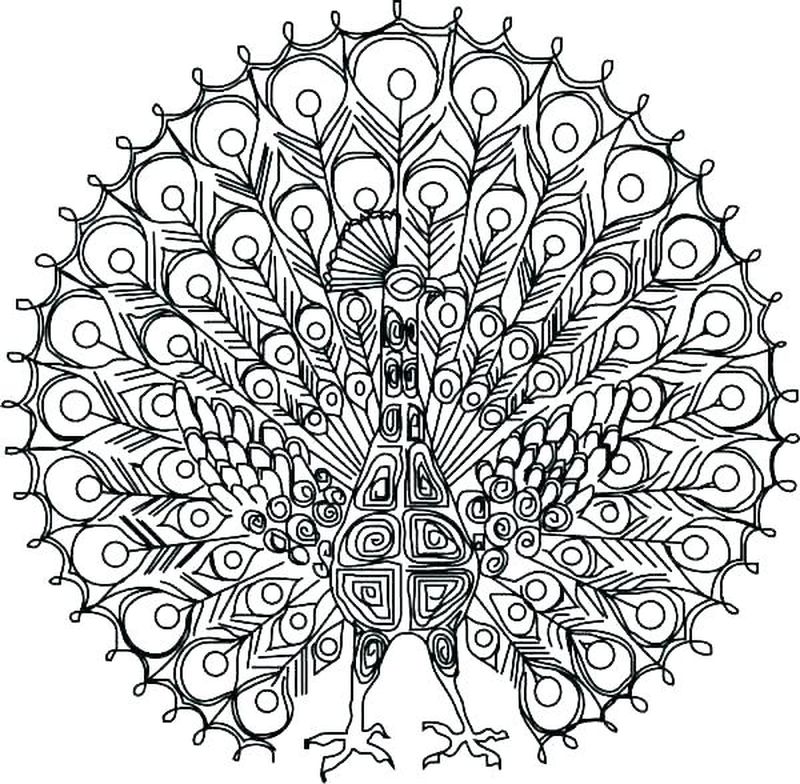 Free Peacock Coloring Pages