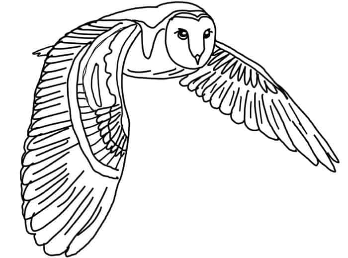 Free Printable Owl Adult Coloring Pages