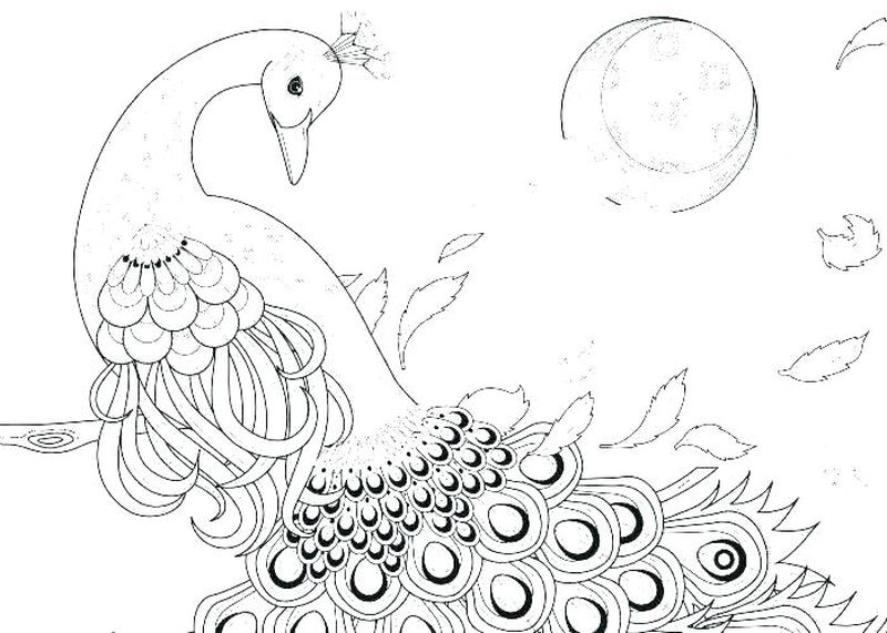 Free Printable Peacock Coloring Pages