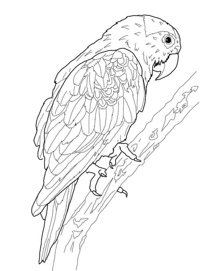 Hard Coloring Pages Parrot
