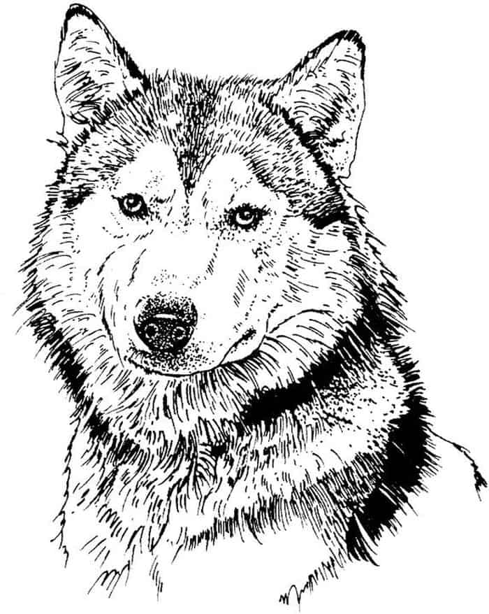 Hard Pattern Coloring Pages Husky
