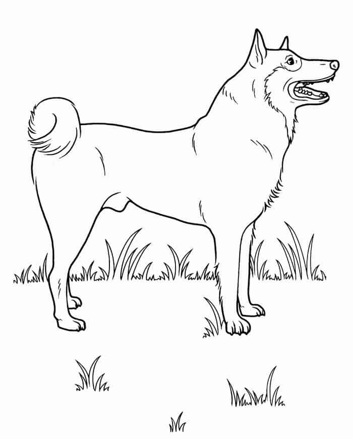 Husky Bath Coloring Pages