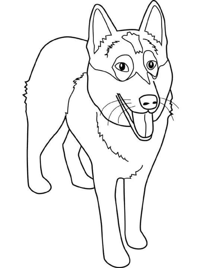 Husky Coloring Pages Printable