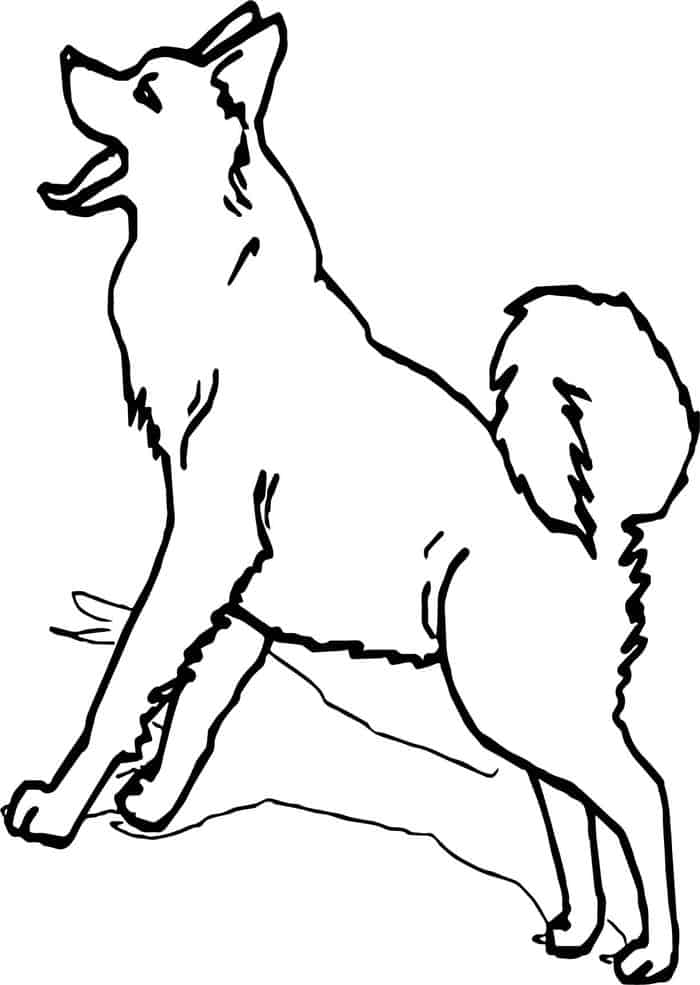 Husky Sled Dogs Coloring Pages