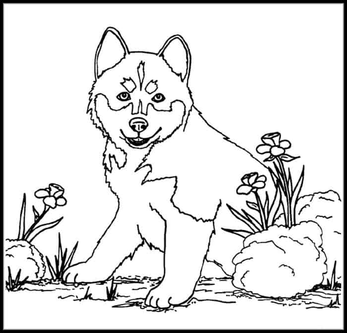 Inuit Husky Coloring Pages