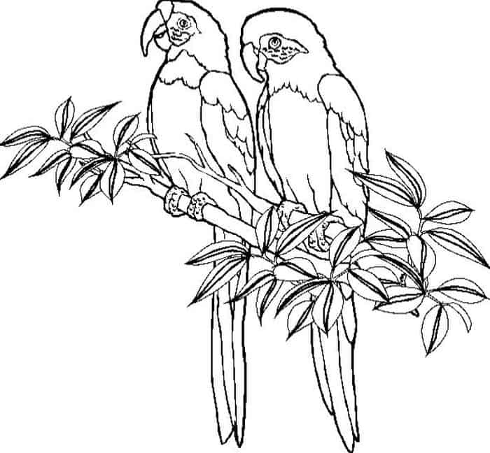 Jungle Coloring Pages With Parrot