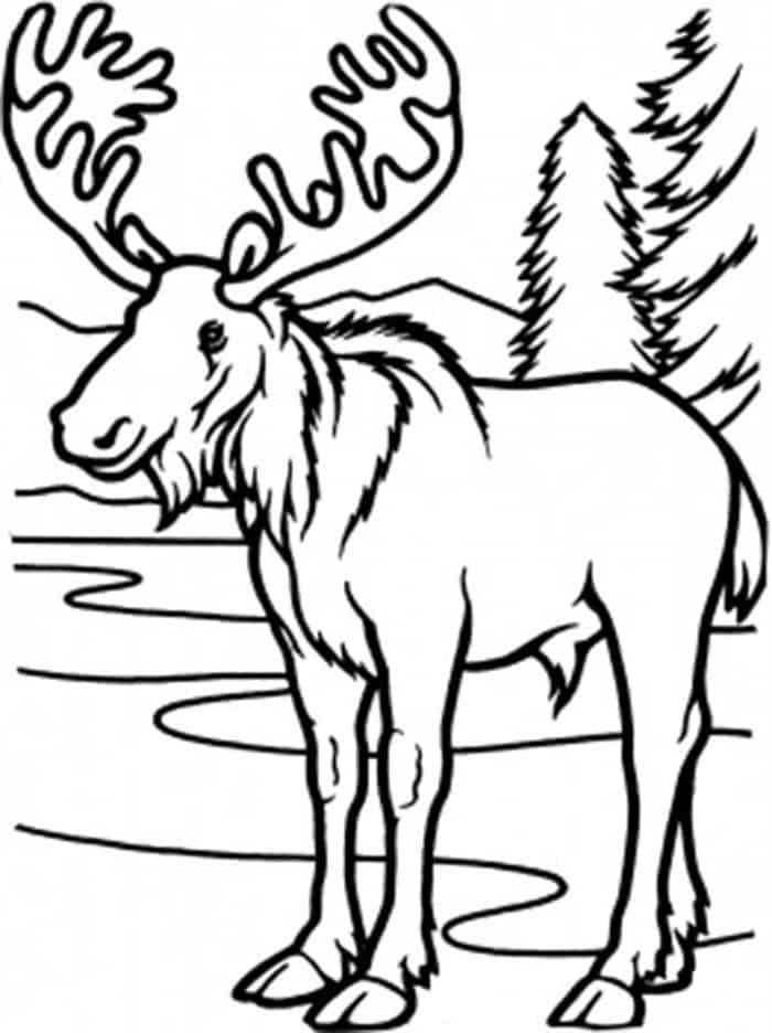 Kids Coloring Pages Winter Moose