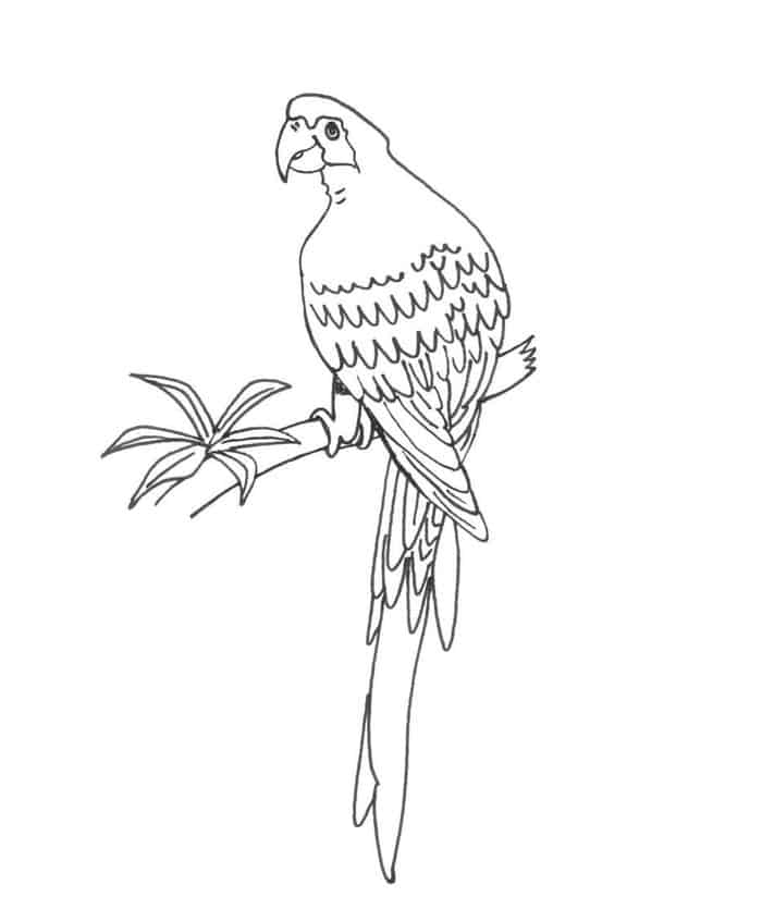 Minecraft Coloring Pages Parrot