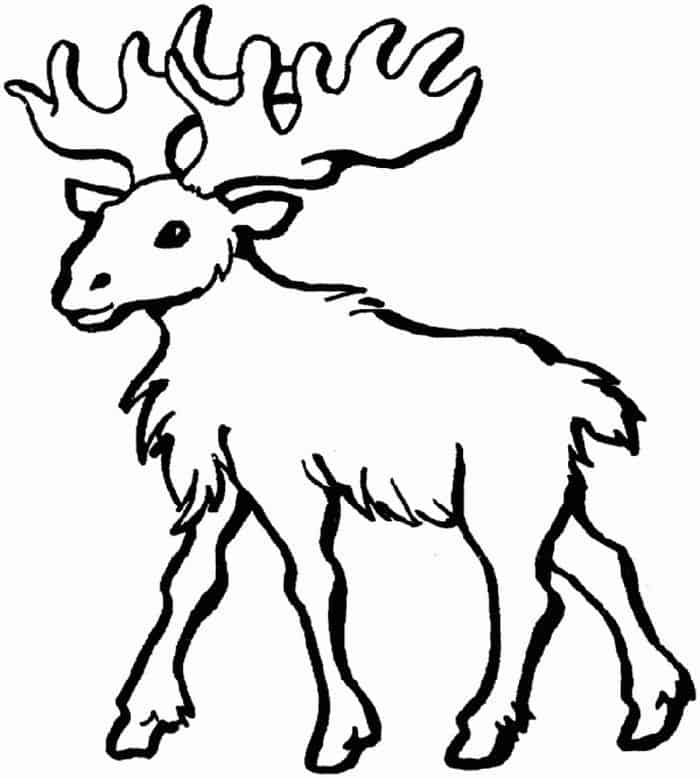 Moose Animals Coloring Pages