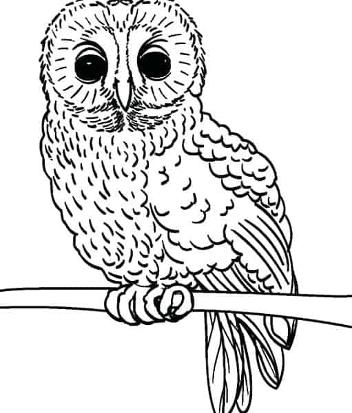 Owl Coloring Pages For Preschoolers