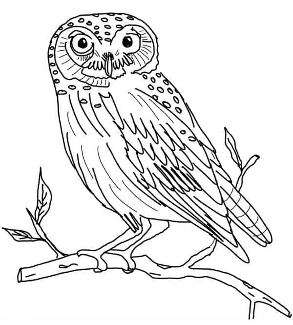 Owl Coloring Pages Free