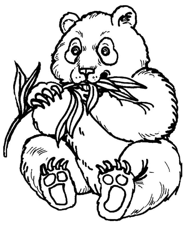 Panda Adult Coloring Pages
