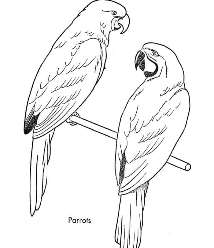 Parrot That Has Stripes Coloring Pages