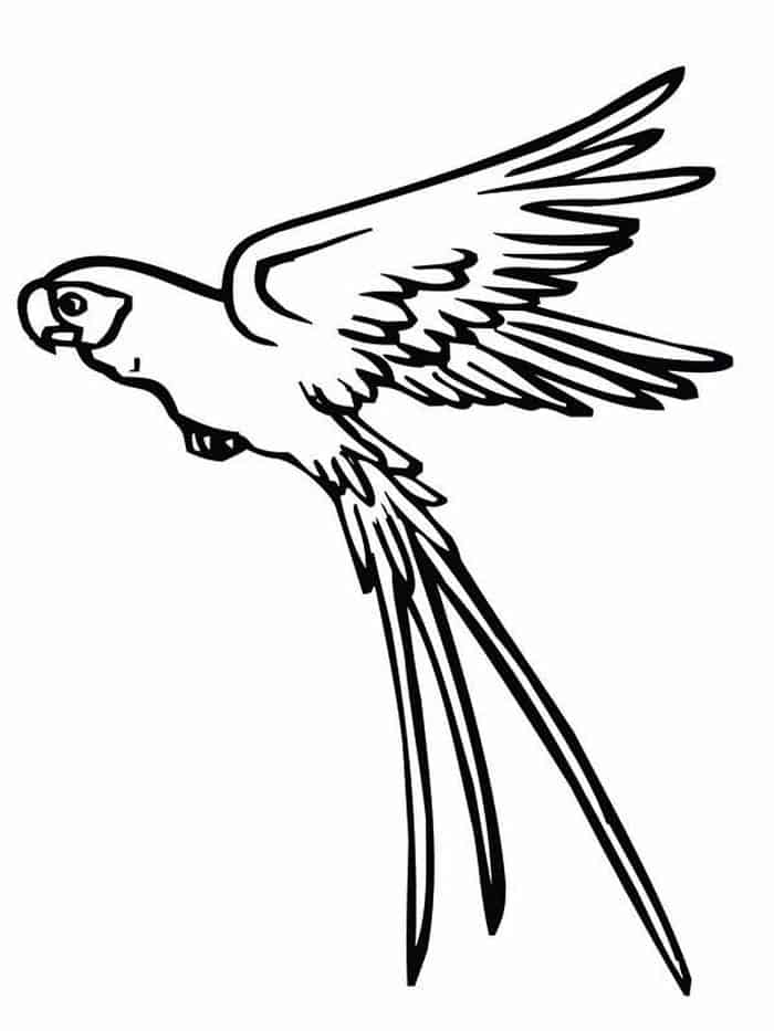 Parrot To Pint Coloring Pages