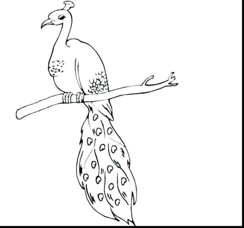 Peacock Bird Coloring Pages