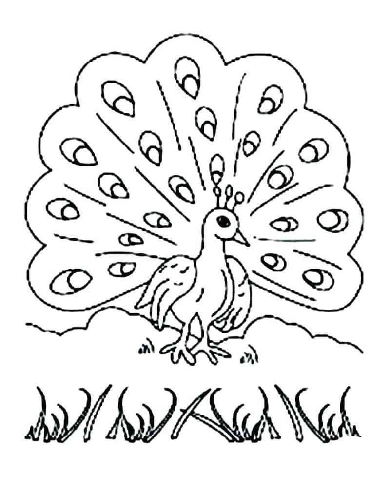 Peacock Coloring Pages For Kids Printable