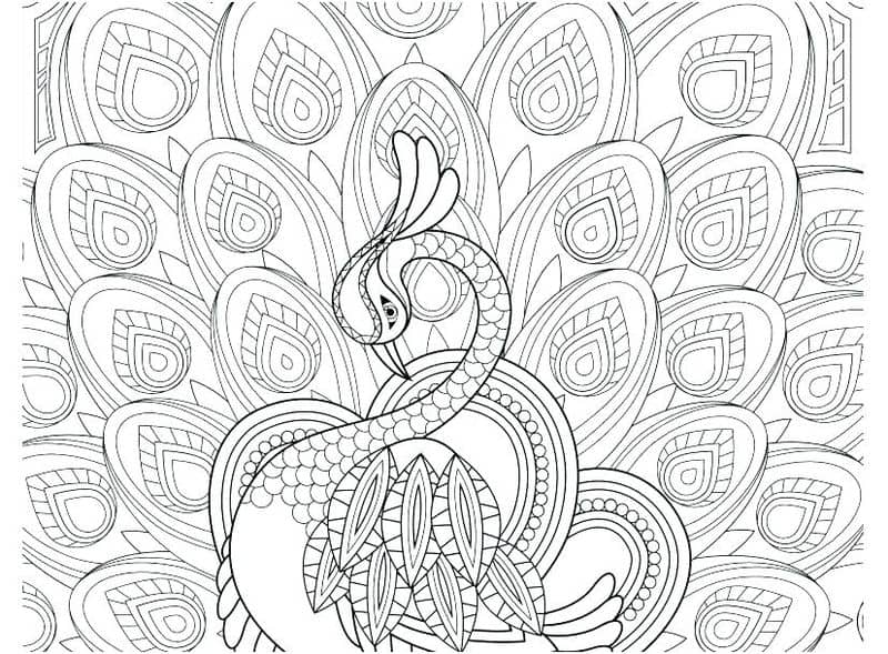 Peacock Coloring Pages For Kids With Color