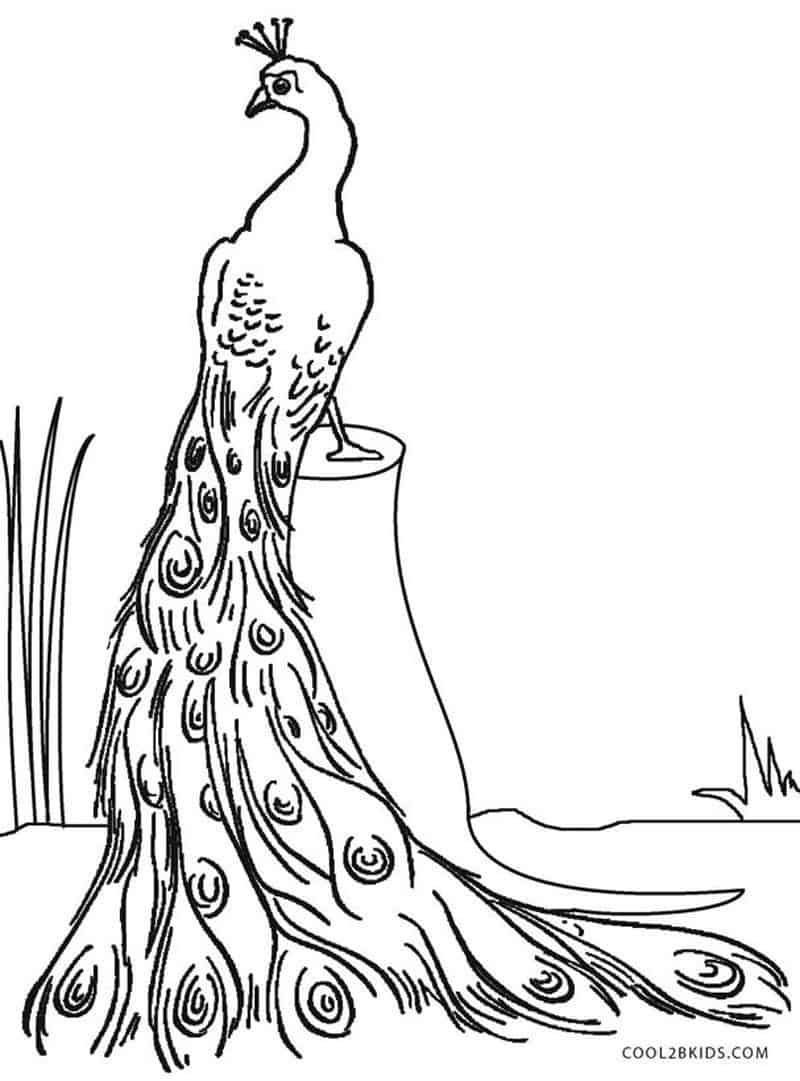 Peacock Coloring Pages Idea