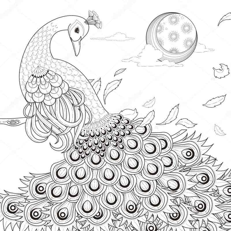 Peacock Coloring Pages To Print