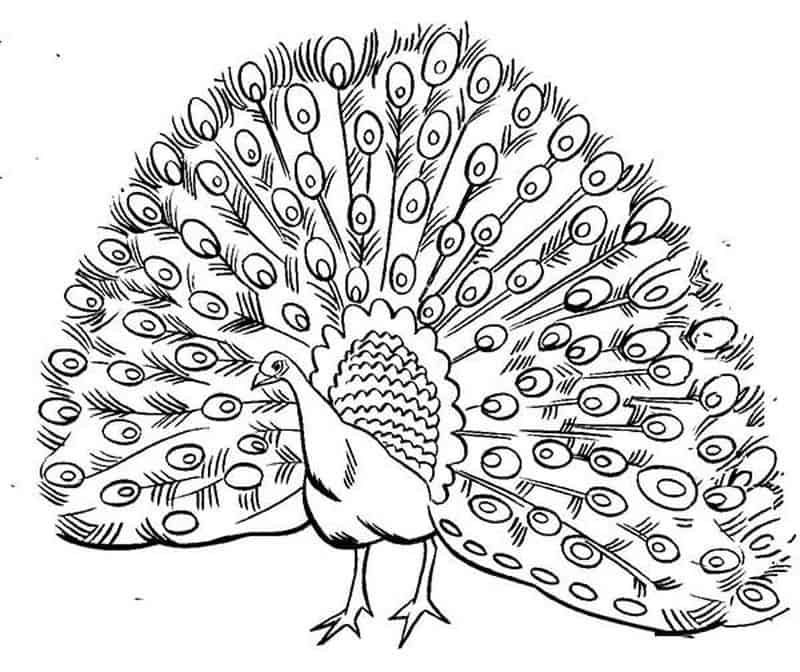 Peacock Coloring Pages To Watercolor