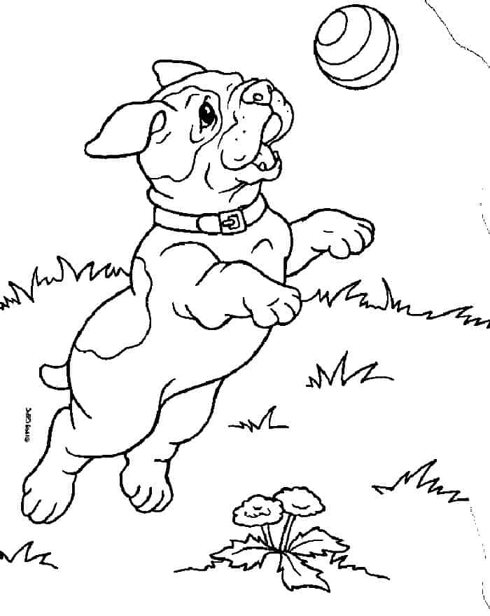Pitbull Coloring Pages For Adults