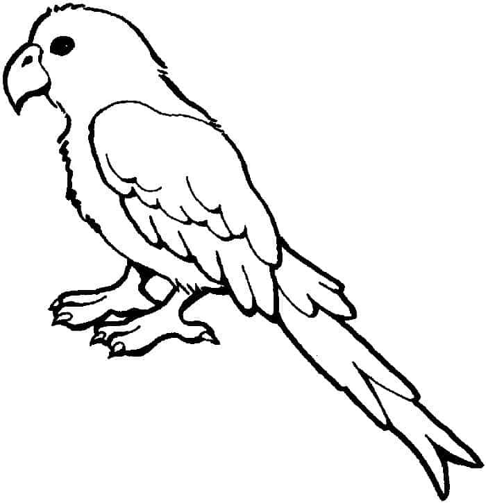 Polly Parrot Coloring Pages
