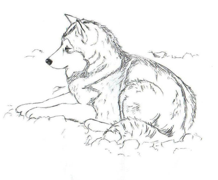 Realistic Husky Coloring Pages