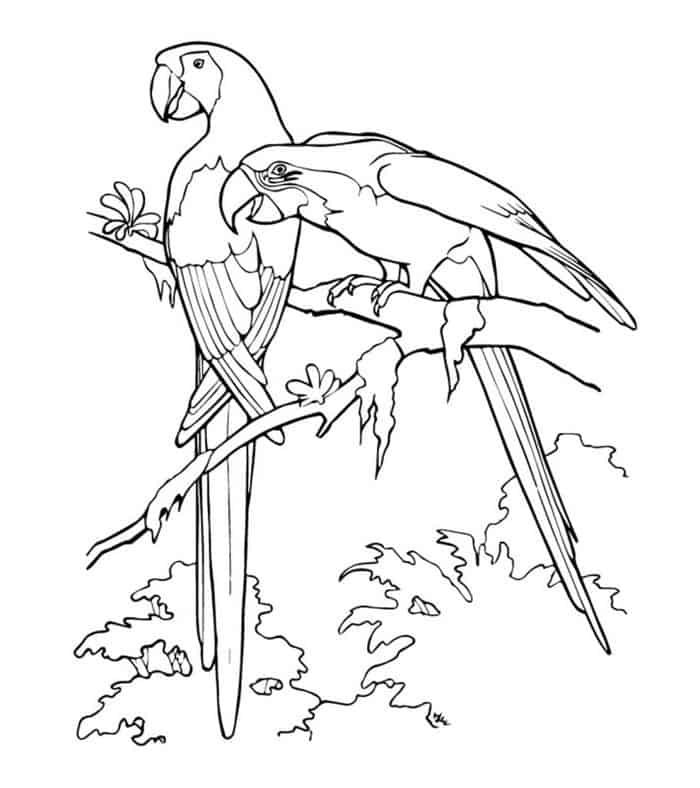 Realistic Parrot Coloring Pages