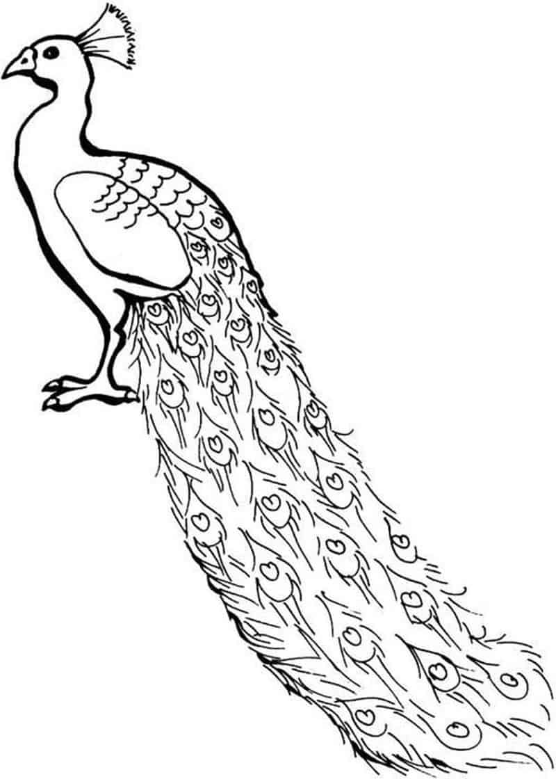 Realistic Peacock Coloring Pages