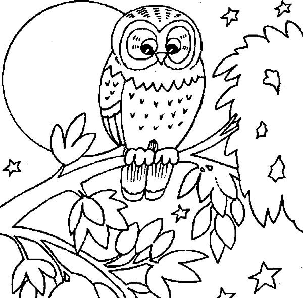 Small Owl Coloring Pages