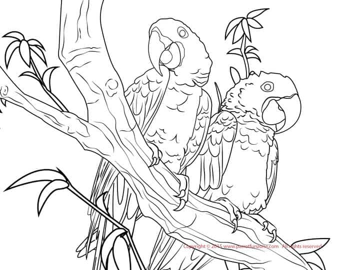 Swear Word Coloring Pages Parrot Page