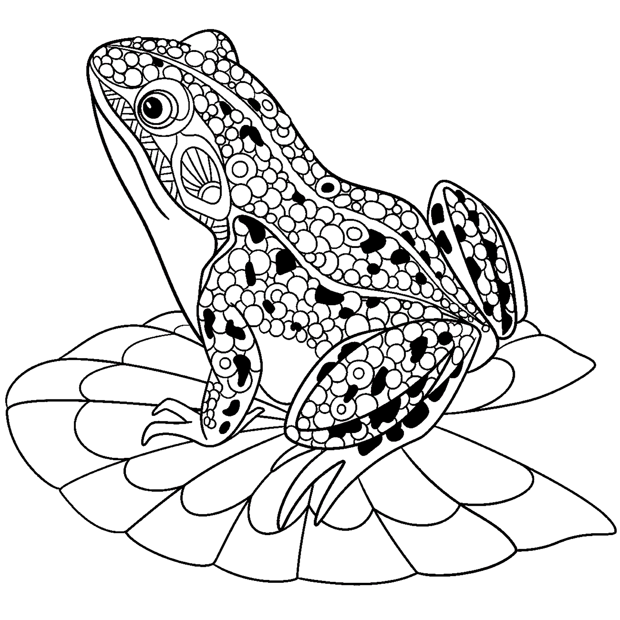 Amphibian-Coloring-Pages-Frog