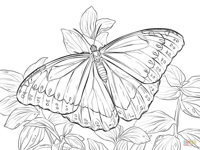 Blue Morpho Butterfly Coloring Pages