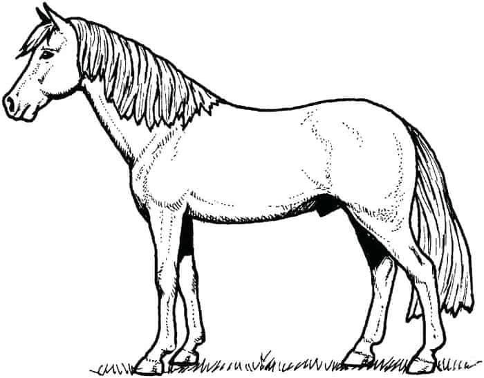 Horse Coloring Pages To Print