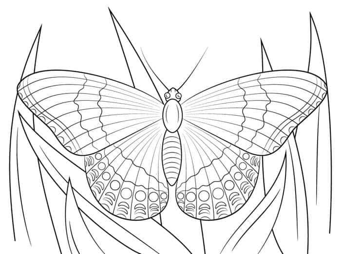 Realistic Butterfly Coloring Pages