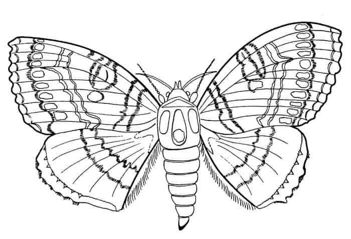 Small Butterfly Coloring Pages