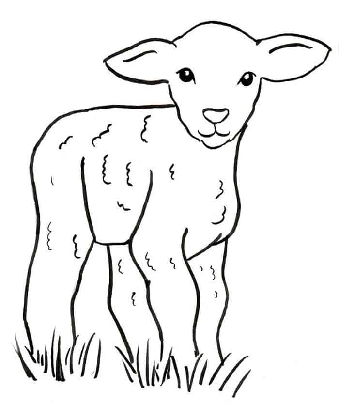 Baby Sheep Coloring Pages