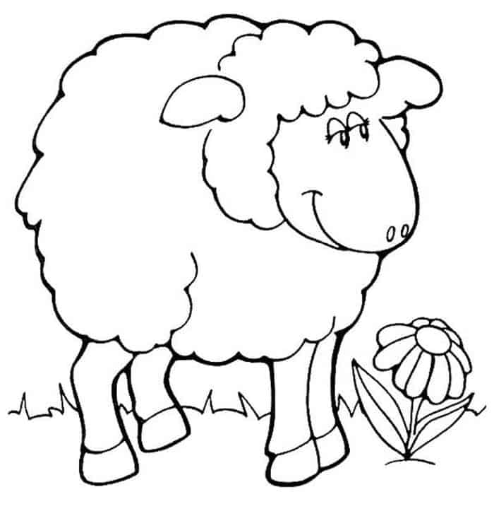 Coloring Pages Of Sheep