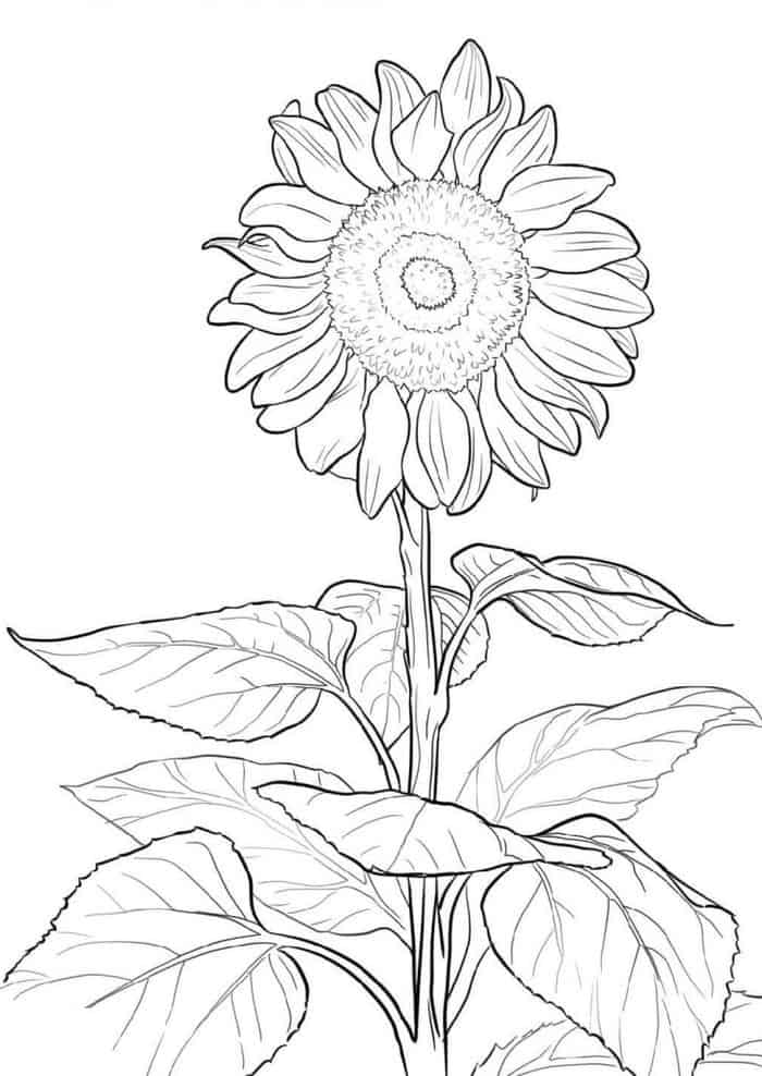 Printable Sunflower Coloring Pages