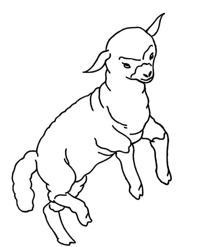 Sheep Coloring Pages To Print