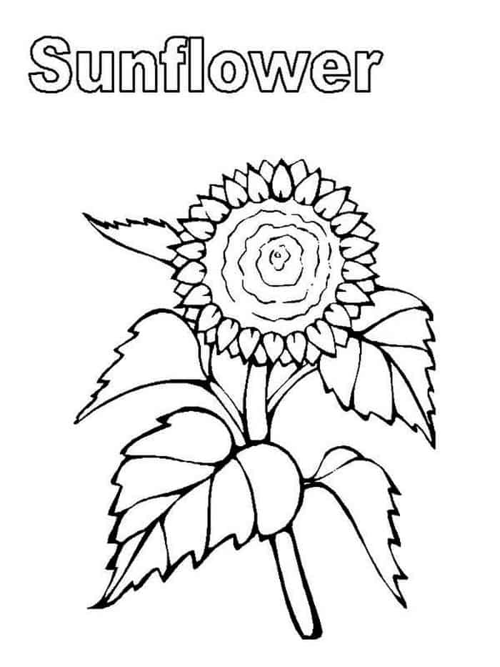 Sunflower Coloring Pages Printable