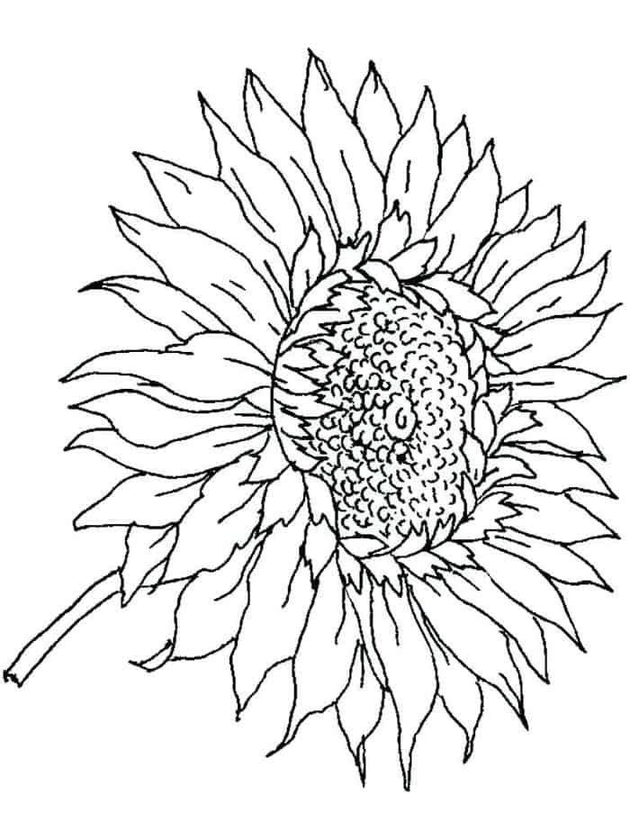 Sunflower Fall Coloring Pages