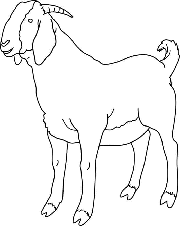 Boer Goat Coloring Pages