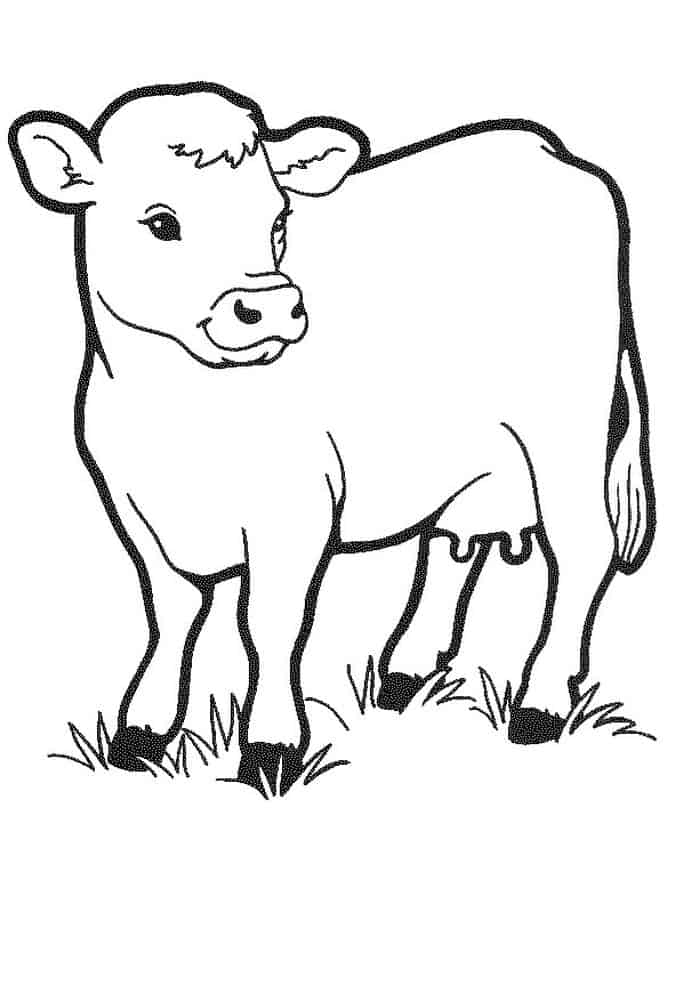 Printable Cow Coloring Pages