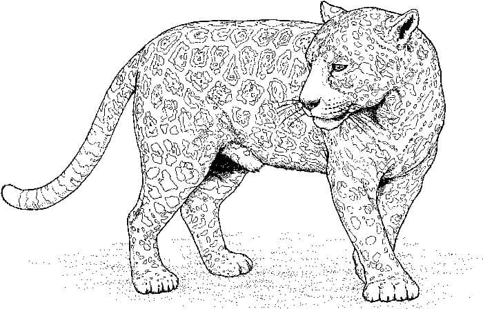 Leopard Coloring Pages